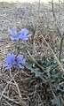 Fleur bleue. Cichorium intybus