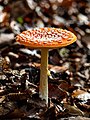 * Nomination Fly agaric (Amanita muscaria) in the Bruderwald --Ermell 07:04, 18 December 2020 (UTC) * Promotion  Support Good quality. --Ercé 07:17, 18 December 2020 (UTC)  Support Good quality. --Uoaei1 07:18, 18 December 2020 (UTC)