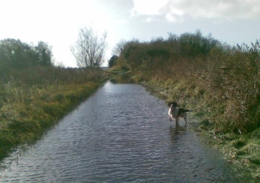 Flooded roadway to Lough (lake) Ennell, Ireland