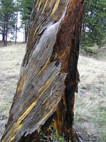 Florissant Fossil Beds National Monument PA272537.jpg