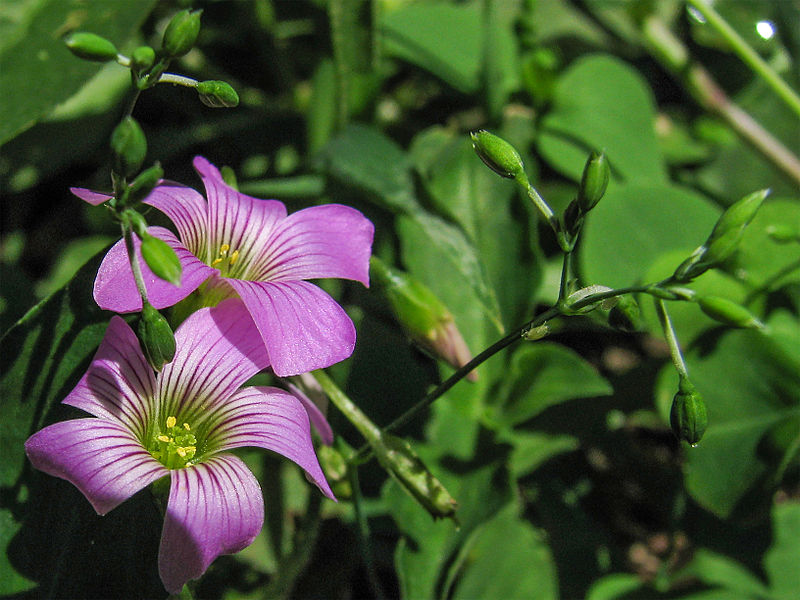 File:Flowers-107dv.jpg