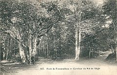 Forêt Fontainebleau-Nid d'Aigle-1920.jpg