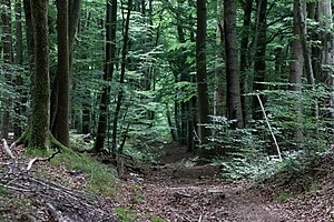 En direction de la Route de la Tête de l' Âne.