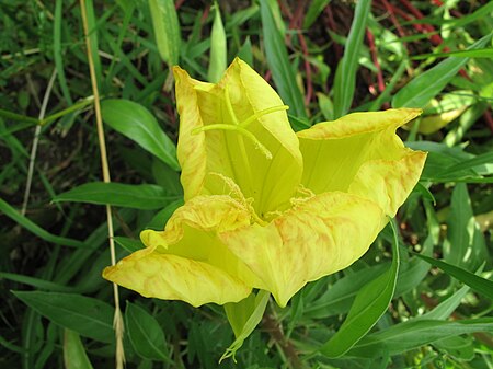 Oenothera_macrocarpa