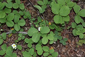 Fragaria virginiana