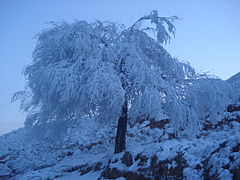 Frozen tree - 3.JPG
