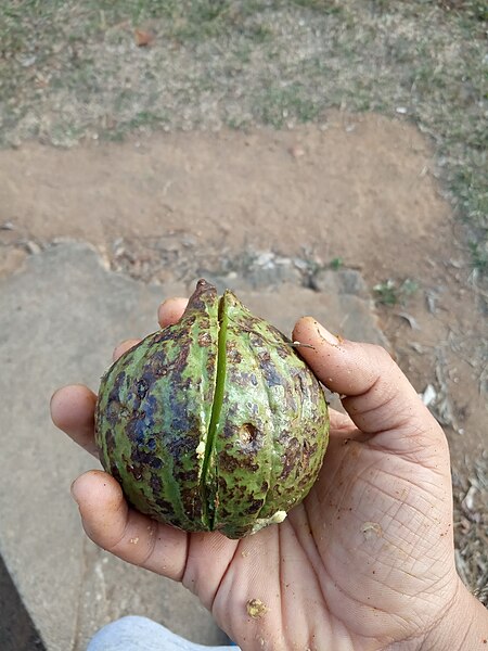 File:Fruit of Garcinia pushpangadaniana-5.jpg