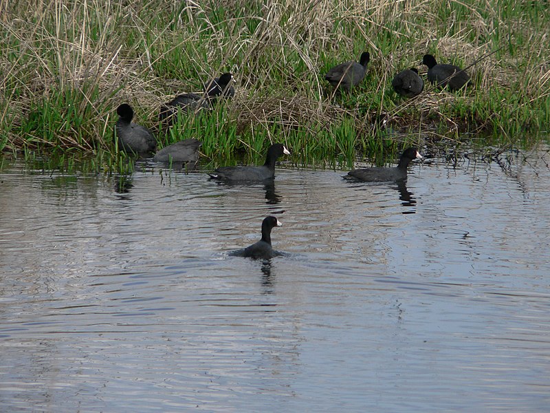 File:Fulica americana 01888.JPG