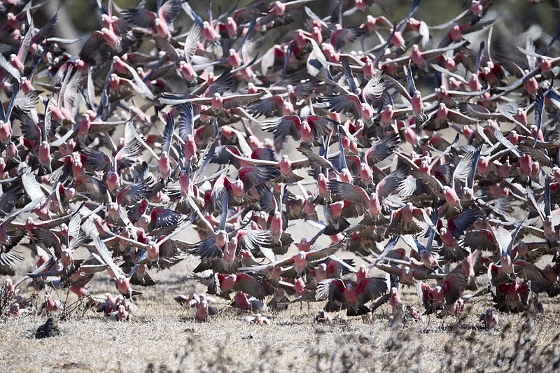 File:Galah 1 (15079455098).jpg