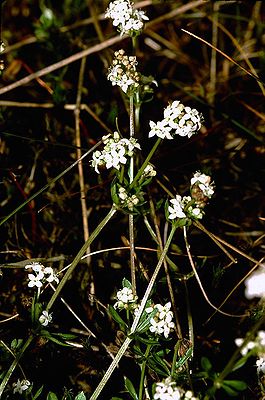 Harz bedstraw (Galium saxatile)