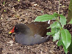 Gallinula chloropus.jpg