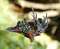 Gasteracantha versicolor, Krantzkloof Natuurreservaat, e.jpg