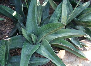 Gasteria acinacifolia IMG 1517.JPG