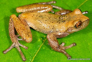 <i>Gastrotheca antoniiochoai</i> Species of amphibian