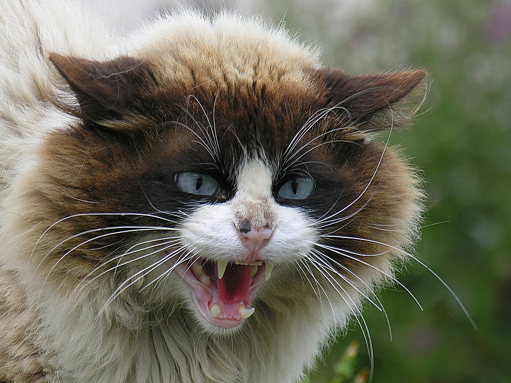 Un chat (Felis silvestris catus) en colère.  (définition réelle 1 738 × 1 511)