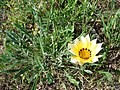 Gazania rigens1.jpg