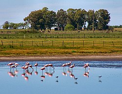 Generale Viamonte Partido, Provincia di Buenos Aires, Argentina - panoramio (4).jpg