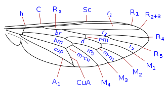 Basal plan of the wing venation.
Longitudinal veins: C: costa; Sc: subcosta; R: radius; M: media; Cu: cubitus; A: anal.
Crossveins: h: humeral; r-m: radio-medial; m-m: medial; m-cu: medio-cubital
Cells: d: discal; br: 1st basal; bm: 2nd basal; r1: marginal; r3: 1st submarginal; r5: 1st posterior; m3: 4th posterior; cup: cell cup Generic asilidae wing veins.svg