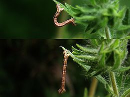 La caratteristica andatura a compasso di una larva di Geometridae