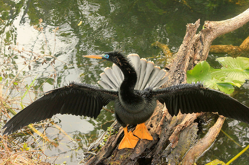 File:Gfp-anhinga.jpg