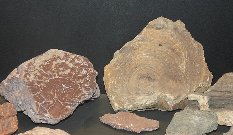 File:Gfp-stromatolites.jpg