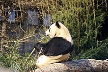 Tian Tian at the National Zoo Giant Panda 2004-03-1.jpeg