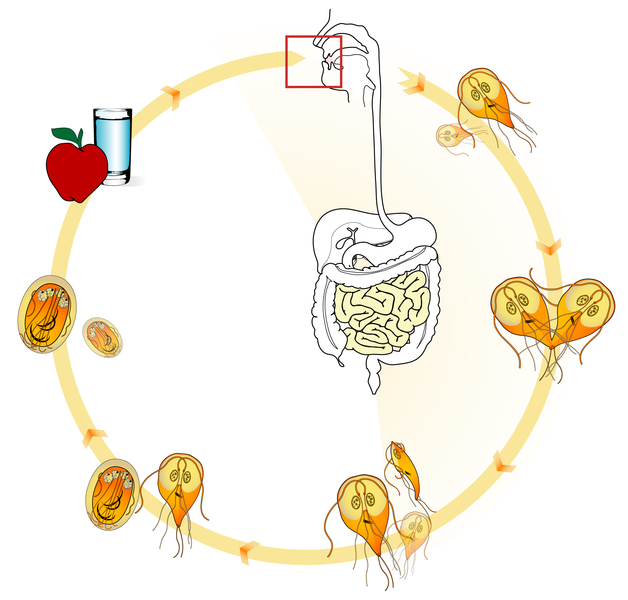 File:Giardia lifecycle no labels.png