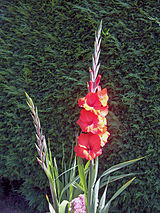 Gladiolus'RedCascade'02.jpg