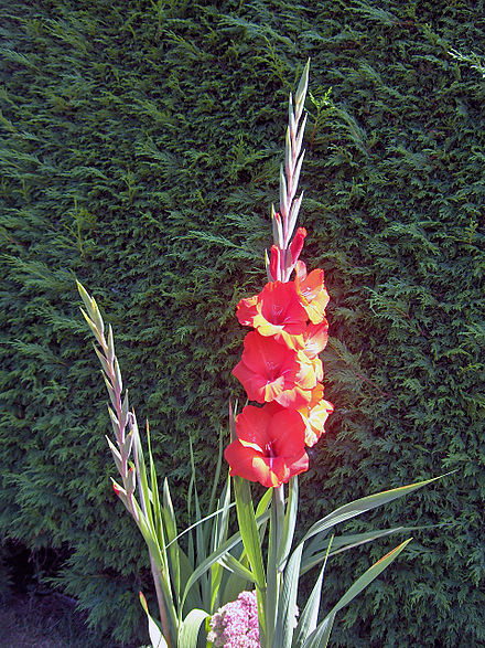Gladiolus - Wikiwand