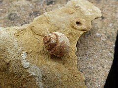 Description de l'image Globularia_formosa_(Bajocien).jpg.