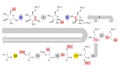 グルコースからピルビン酸への多段階の変換を示す、解糖の概略の経路図。経路の各段階は、それぞれ固有の酵素によって触媒される。