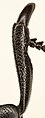 Gnaptor spinimanus