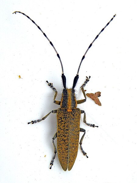 File:Golden-bloomed Grey Longhorn 1 (cropped, rotated).jpg