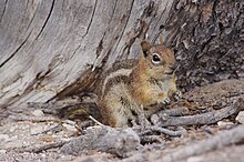 A medium-sized rodent with a long tail, tan fur, light undersides, and gray and white stripes down its back.