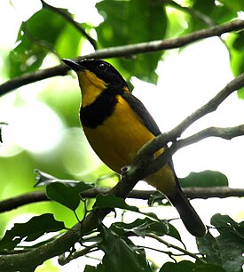 Самец Pachycephala vitiensis torquata