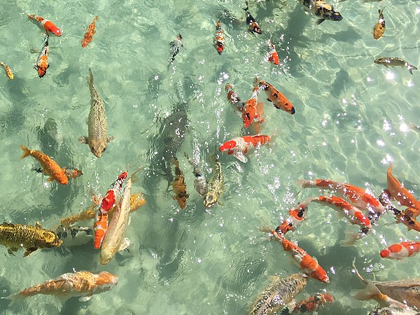 Koi (and goldfish) have been kept in decorative ponds for centuries in China and Japan.