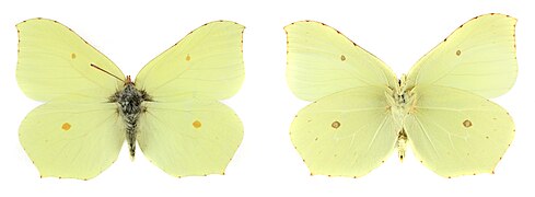 Les deux faces d'un spécimen mâle naturalisé (dessus à gauche).