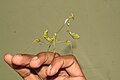 Gongylus gonylodes longue de 15 cm, prédatrice des insectes vivant en Inde, Java, Ceylan...[2]