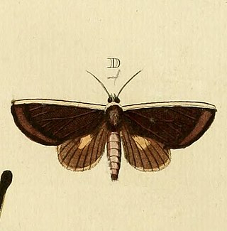 <i>Gonodonta pyrgo</i> Species of moth