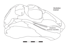 Skull reconstruction Gordodon skull illustration.png