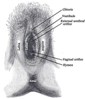 Thumbnail for Fossa of vestibule of vagina