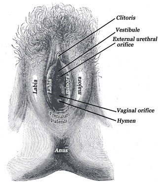 <span class="mw-page-title-main">Frenulum of labia minora</span> Anatomical feature