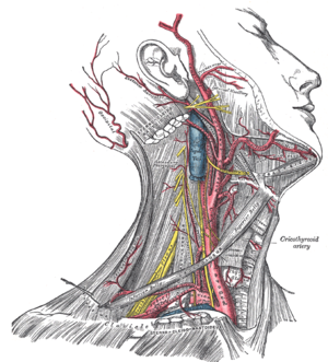 Muscles of the Head & Neck, Anatomy, Motion & Support - Lesson