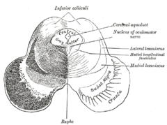 Transverse section of mid-brain at level of inferior colliculi.