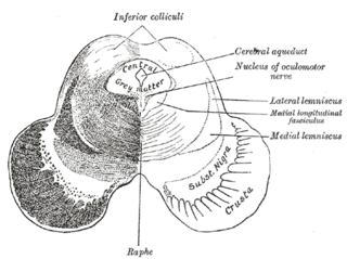 <span class="mw-page-title-main">Medial longitudinal fasciculus</span> Nerve tracts in the brainstem