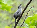 * Nomination: Gray catbird watching a hawk fly by --Rhododendrites 12:41, 23 May 2024 (UTC) * * Review needed