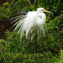 large white bird