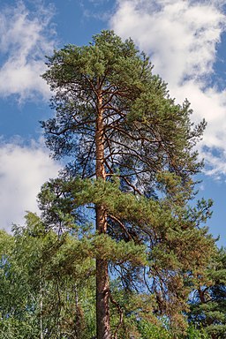 Great Pine Tree In Vozdvizensky Forrest