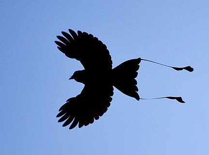 Greater Racket-tailed Drongo in flight