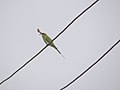 Green Bee-eater - Merops orientalis - DSC05538.jpg